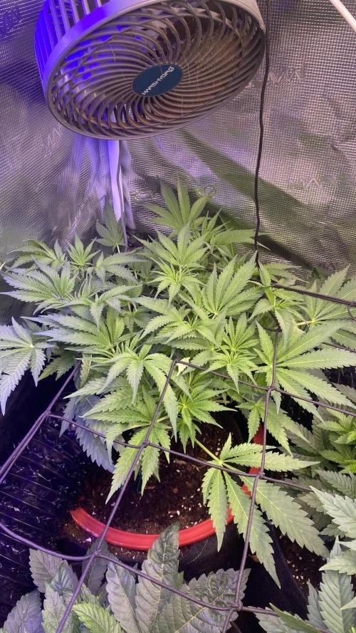 Mazar Kush - World Of Seeds. Week 6 - 21/3/2026