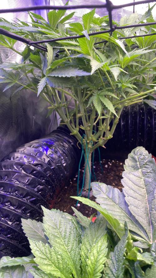 Mazar Kush - World Of Seeds. Week 6 - 21/3/2026 