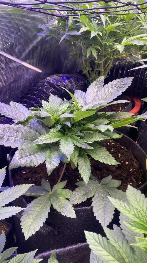 Zamnesia - Hindu Kush - Landrace - Fem. Week 5 - 21/3/2026