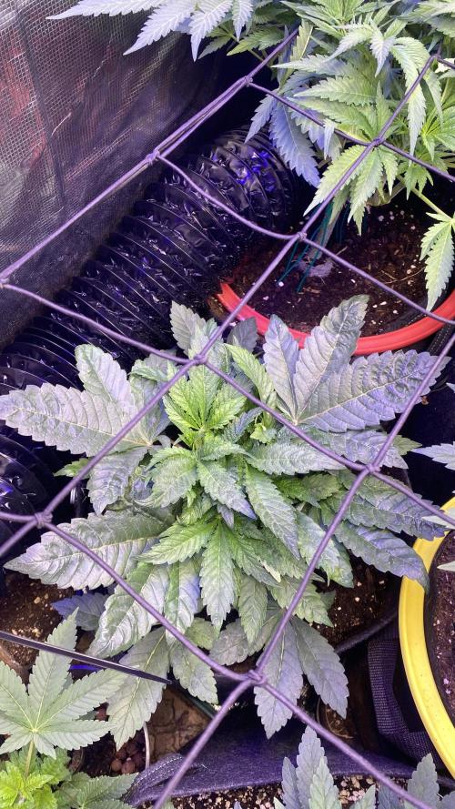 Zamnesia - Hindu Kush - Landrace - Fem. Week 5 - 21/3/2026