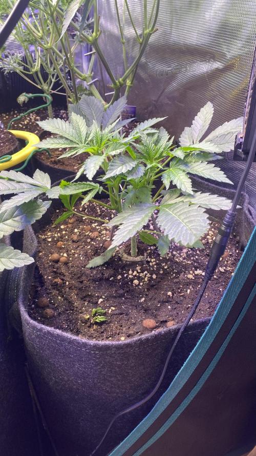Papaya Frosting - Barneys Farm. Week 5 - 21/3/2026