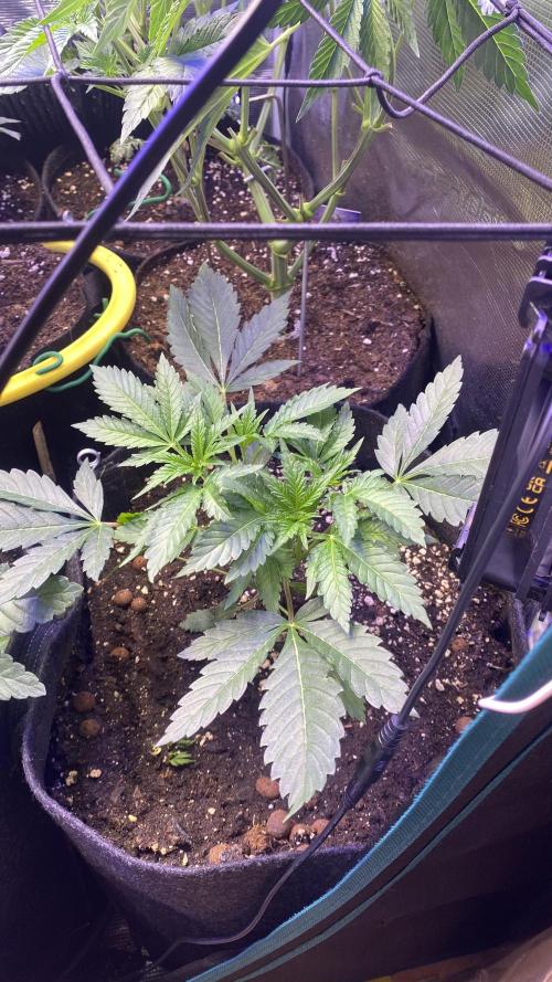 Papaya Frosting - Barneys Farm. Week 5 - 21/3/2026