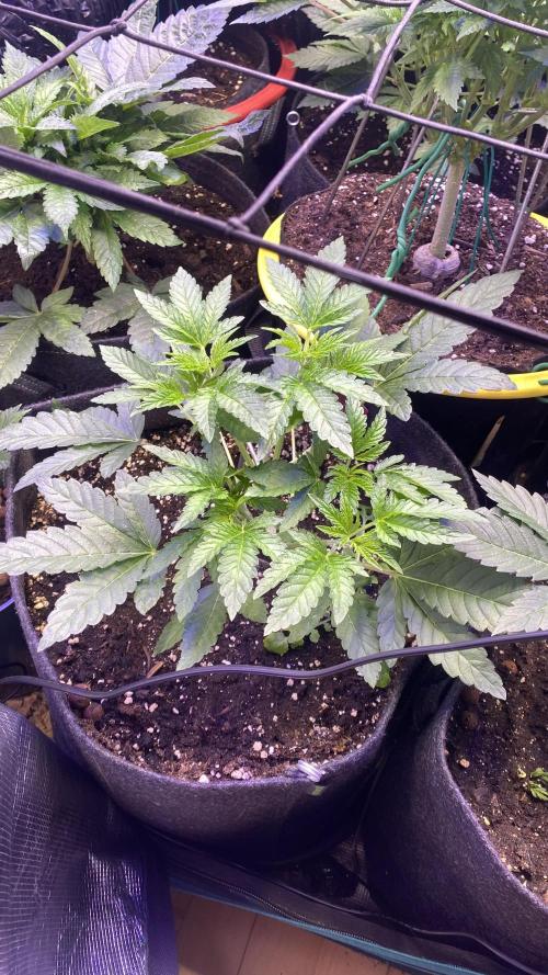 Sticky Wasabi Triploid  Growers Choice. Week 5 - 21/3/026