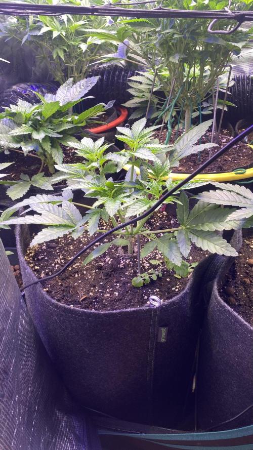 Sticky Wasabi Triploid  Growers Choice. Week 5 - 21/3/2026