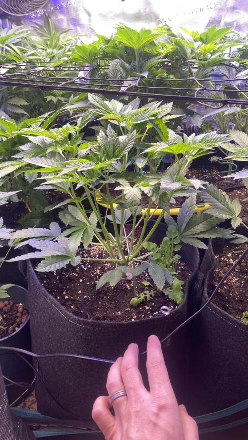 Sticky Wasabi Triploid  Growers Choice. Week 6 - 25/3/2026