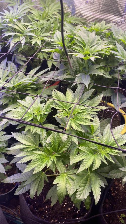 Sticky Wasabi Triploid  Growers Choice. Week 6 - 25/3/2026