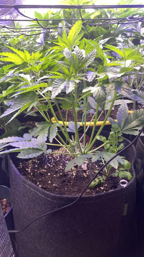 Sticky Wasabi Triploid  Growers Choice. Week 6 - 25/3/2026