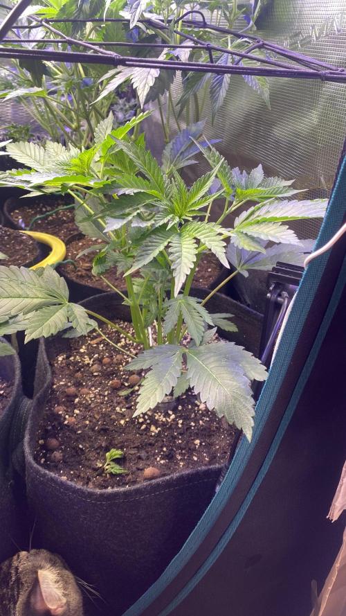Papaya Frosting - Barneys Farm. Week 6 - 25/3/2026