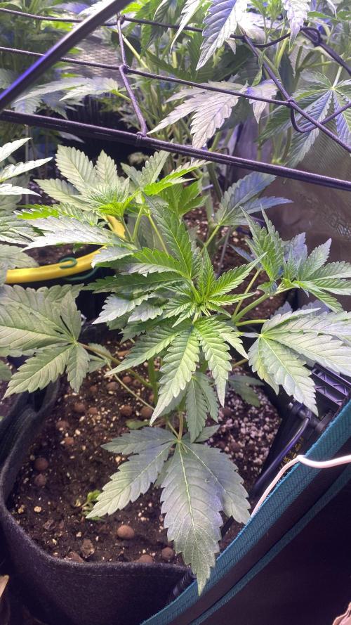 Papaya Frosting - Barneys Farm. Week 6 - 25/3/2026