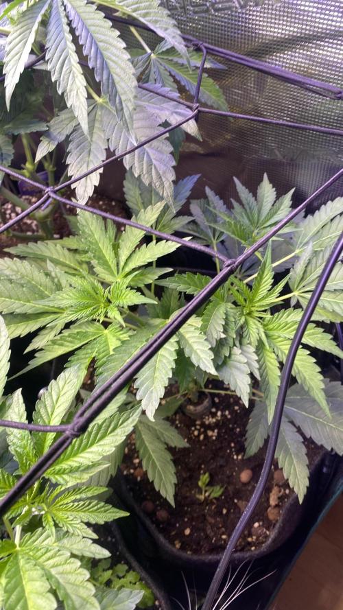 Papaya Frosting - Barneys Farm. Week 6 - 25/3/2026