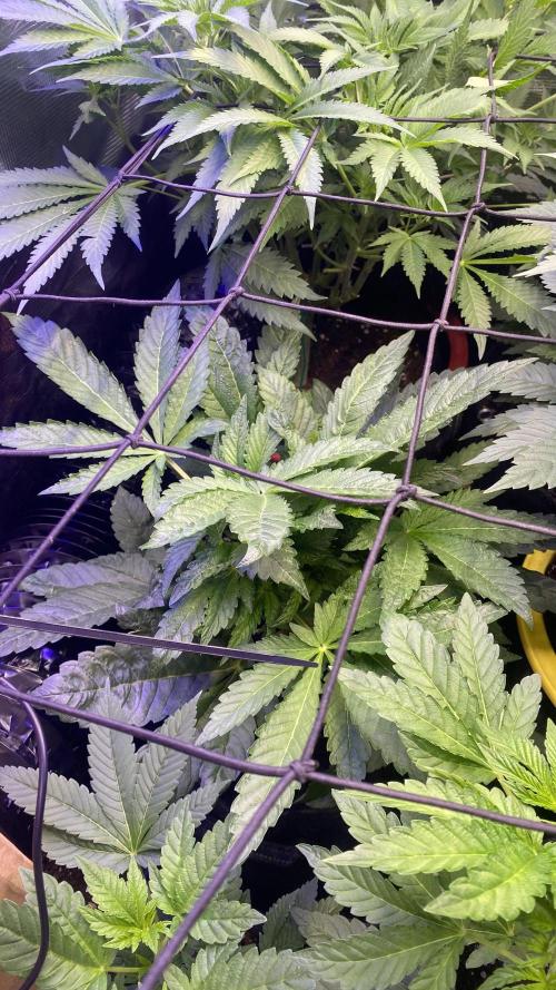 Zamnesia - Hindu Kush - Landrace - Fem. Week 6 - 25/3/2026