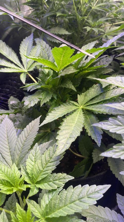Zamnesia - Hindu Kush - Landrace - Fem. Week 6 - 25/3/2026