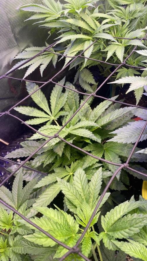 Zamnesia - Hindu Kush - Landrace - Fem. Week 6 - 25/3/2026