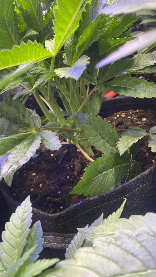 Zamnesia - Hindu Kush - Landrace - Fem. Week 6 - 25/3/2026