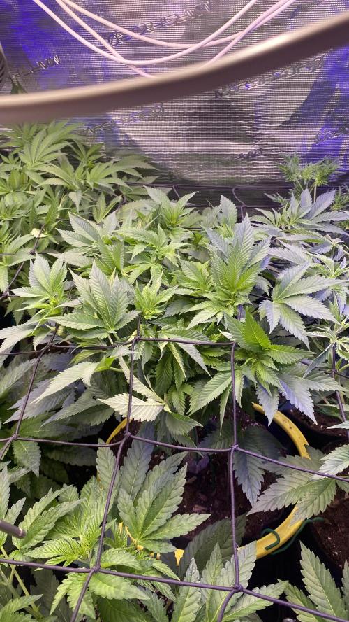 Grandpa Zombie Genetics Fem - Izi Farms. Week 7 - 25/3/2026