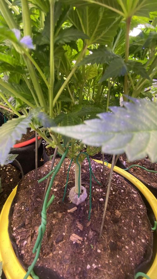 Grandpa Zombie Genetics Fem - Izi Farms. Week 7 - 25/3/2026