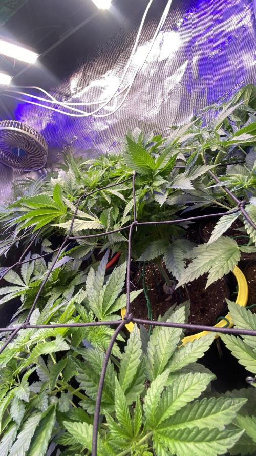 Grandpa Zombie Genetics Fem - Izi Farms. Week 7 - 25/3/2026