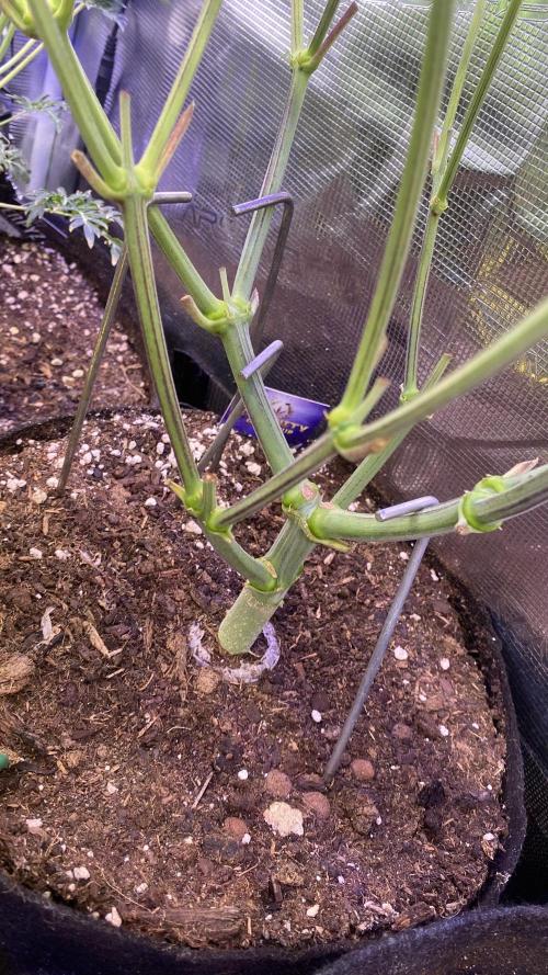 Eternity Growcup 2026 - Sticky Broccoli. Week 7 - 25/3/2026