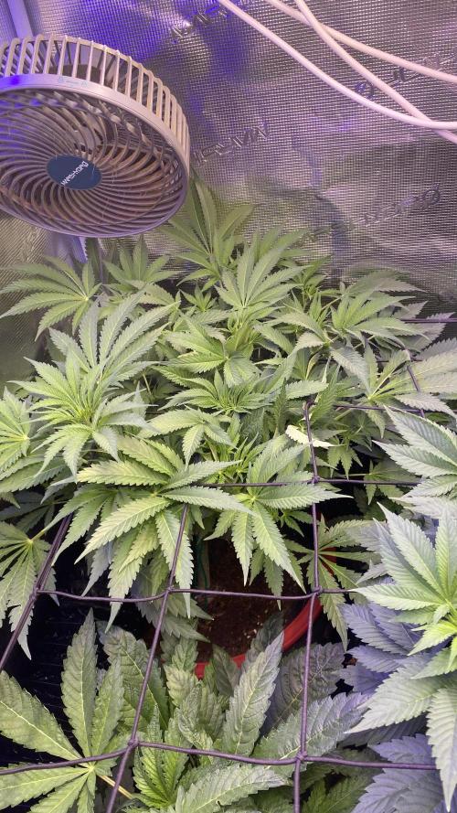 Mazar Kush - World Of Seeds. Week 7 - 25/3/2026