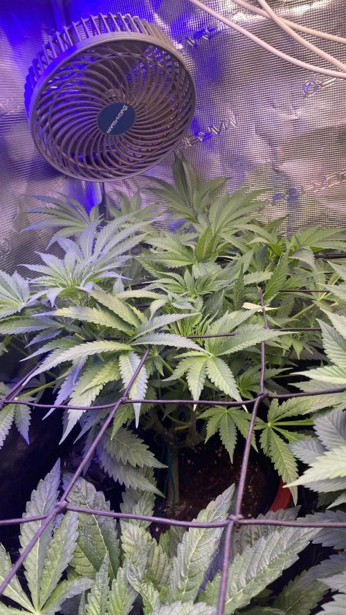 Mazar Kush - World Of Seeds. Week 7 - 25/3/2026