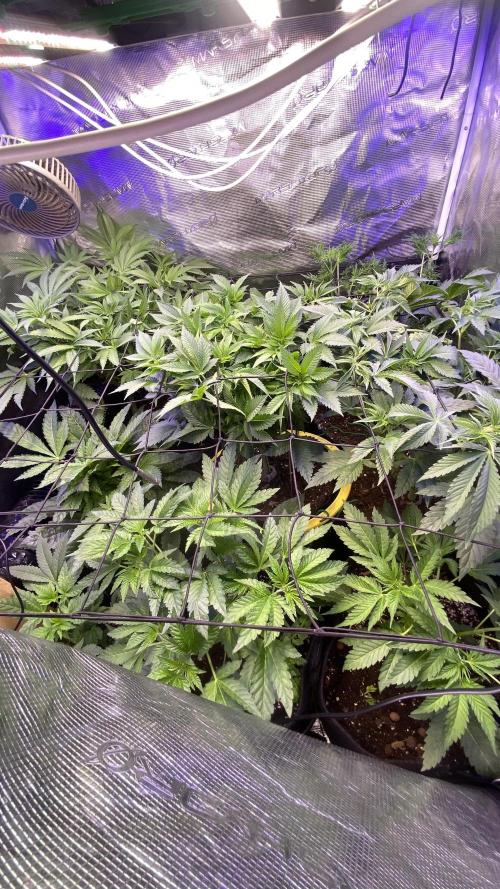 Mazar Kush - World Of Seeds. Week 7 - 25/3/2026