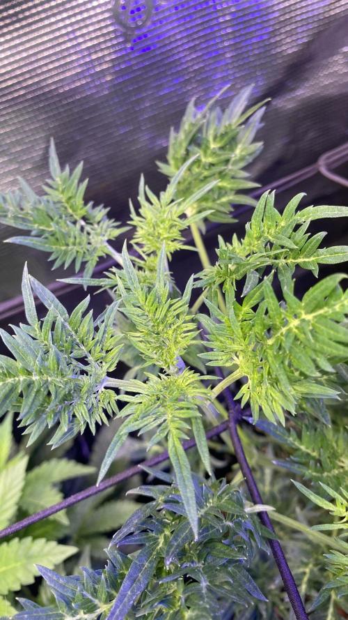 Mentha De Croco - TerpyZ. Mutant. Week 7 - 25/3/2026