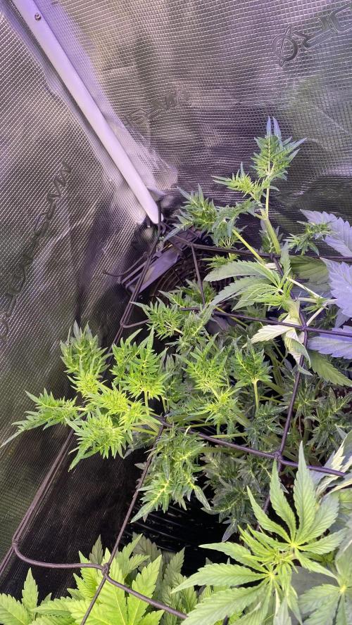Mentha De Croco - TerpyZ. Mutant. Week 7 - 25/3/2026