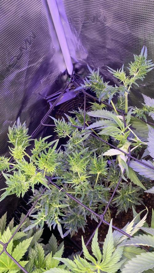 Mentha De Croco - TerpyZ. Mutant. Week 7 - 25/3/2026