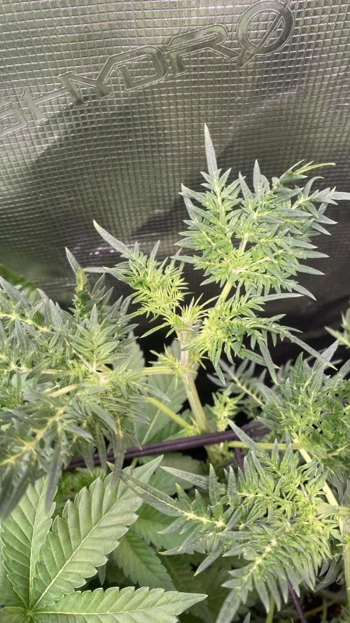 Mentha De Croco - TerpyZ. Mutant. Week 8 - 1/4/2026
