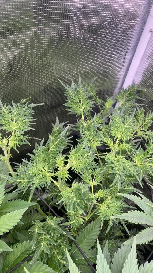 Mentha De Croco - TerpyZ. Mutant. Week 8 - 1/4/2026