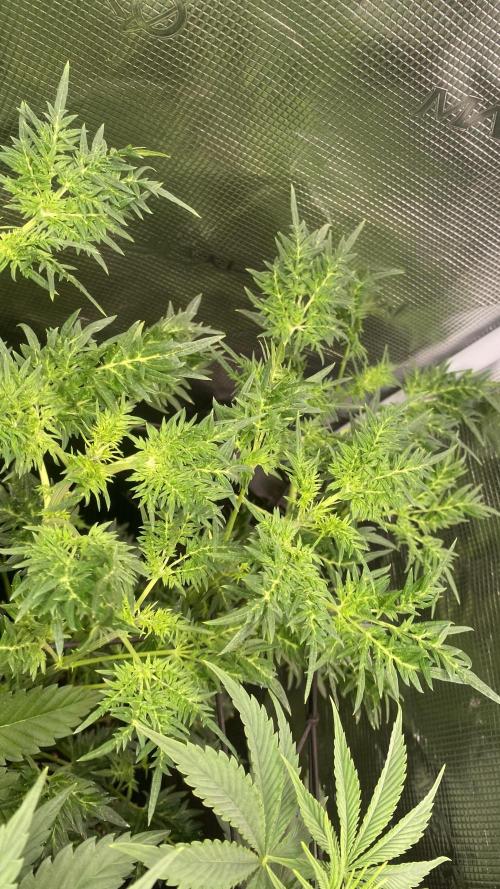 Mentha De Croco - TerpyZ. Mutant. Week 8 - 1/4/2026
