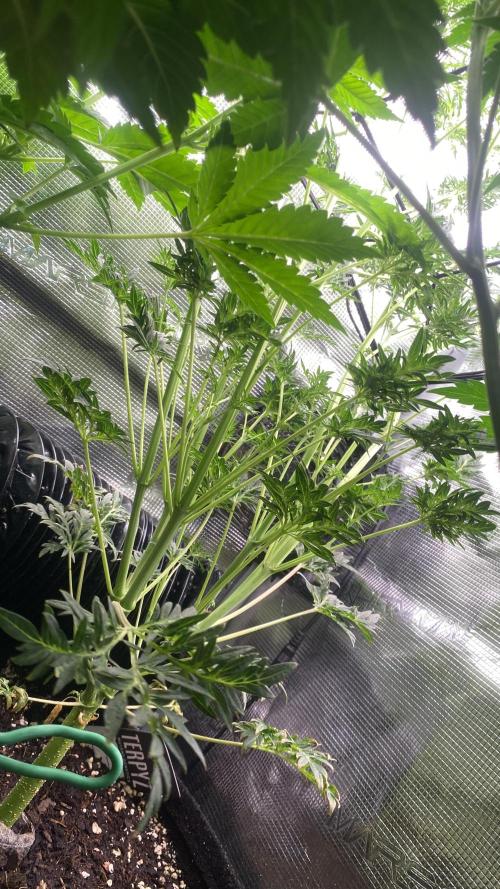 Mentha De Croco - TerpyZ. Mutant. Week 8 - 1/4/2026