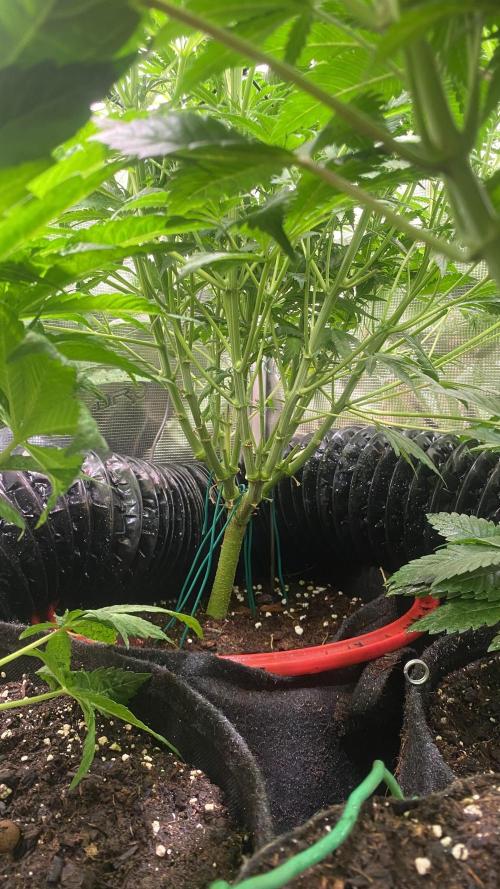 Mazar Kush - World Of Seeds. Week 8 - 1/4/2026