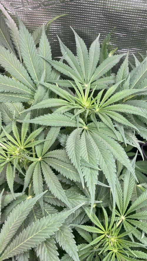 Mazar Kush - World Of Seeds. Week 8 - 1/4/2026