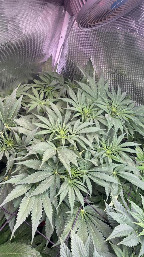 Mazar Kush - World Of Seeds. Week 8 - 1/4/2026