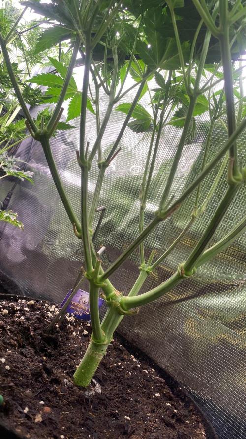 Eternity Growcup 2026 - Sticky Broccoli. Week 8 - 1/4/2026
