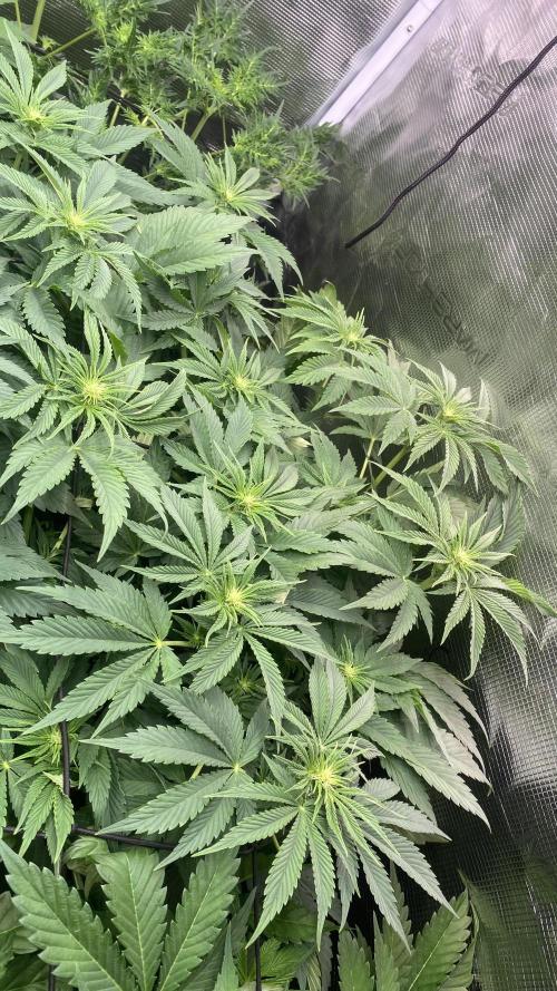 Eternity Growcup 2026 - Sticky Broccoli. Week 8 - 1/4/2026