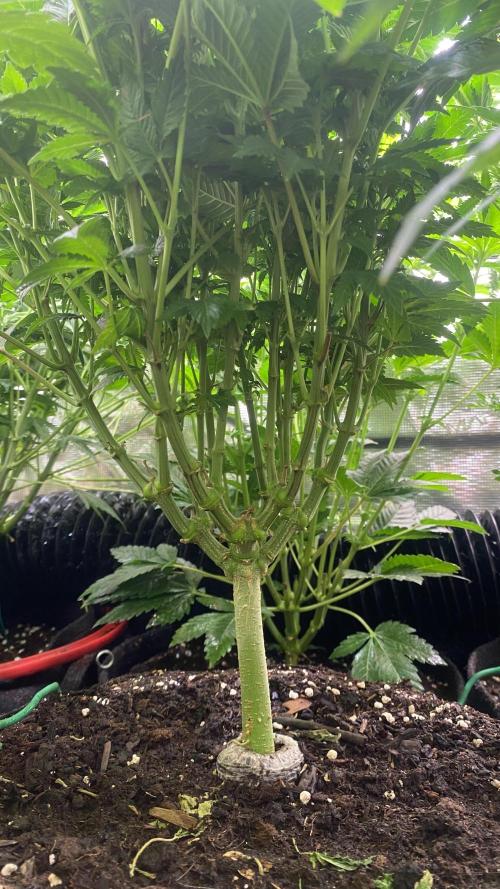 Grandpa Zombie Genetics Fem - Izi Farms. Week 8 - 1/4/2026