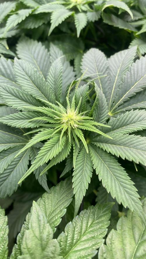 Grandpa Zombie Genetics Fem - Izi Farms. Week 8 - 1/4/2026