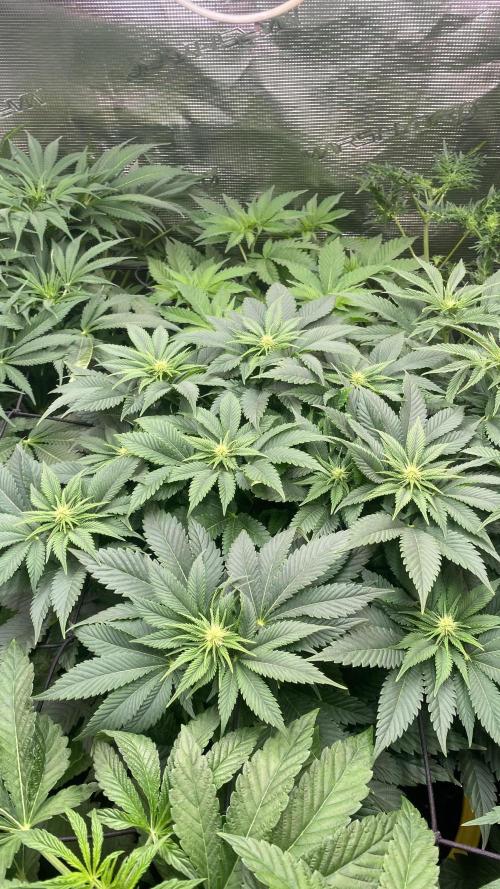 Grandpa Zombie Genetics Fem - Izi Farms. Week 8 - 1/4/2026