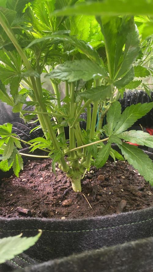 Zamnesia - Hindu Kush - Landrace - Fem. Week 7 - 1/4/2026