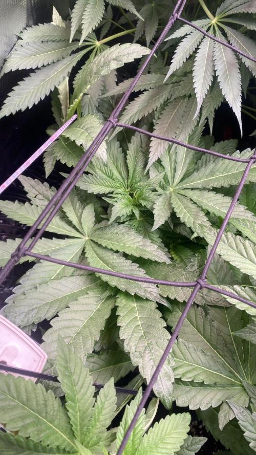 Zamnesia - Hindu Kush - Landrace - Fem. Week 7 - 1/4/2026