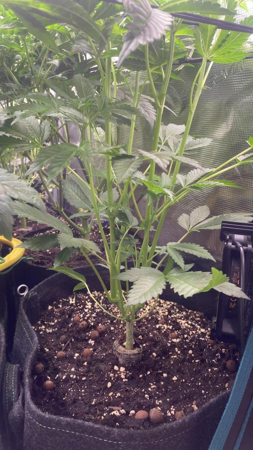 Papaya Frosting - Barneys Farm. Week 7 - 1/4/2026