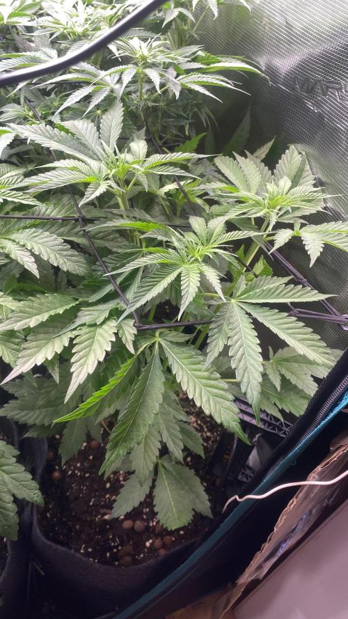 Papaya Frosting - Barneys Farm. Week 7 - 1/4/2026