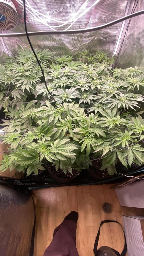 Sticky Wasabi Triploid  Growers Choice. Week 7 - 1/4/2036
