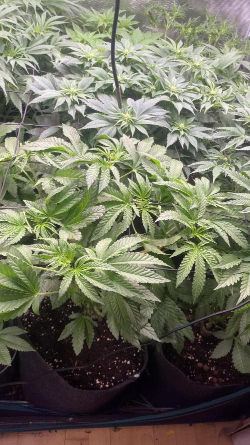 Sticky Wasabi Triploid  Growers Choice. Week 7 - 1/4/2026