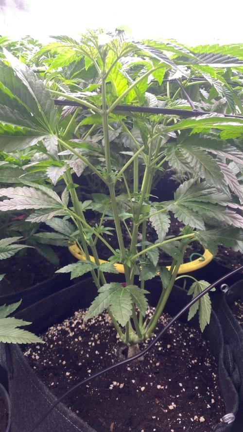 Sticky Wasabi Triploid  Growers Choice. Week 7 - 1/4/2026