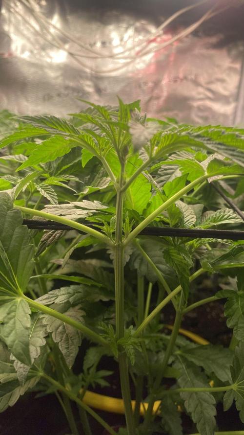 Sticky Wasabi Triploid  Growers Choice. Week 7 - 1/4/2026