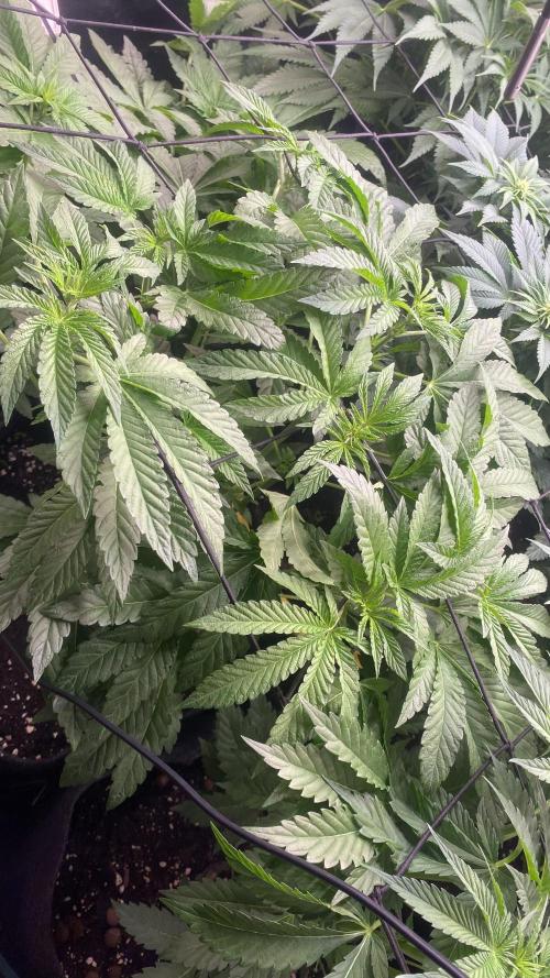 Sticky Wasabi Triploid  Growers Choice. Week 7 - 1/4/2026
