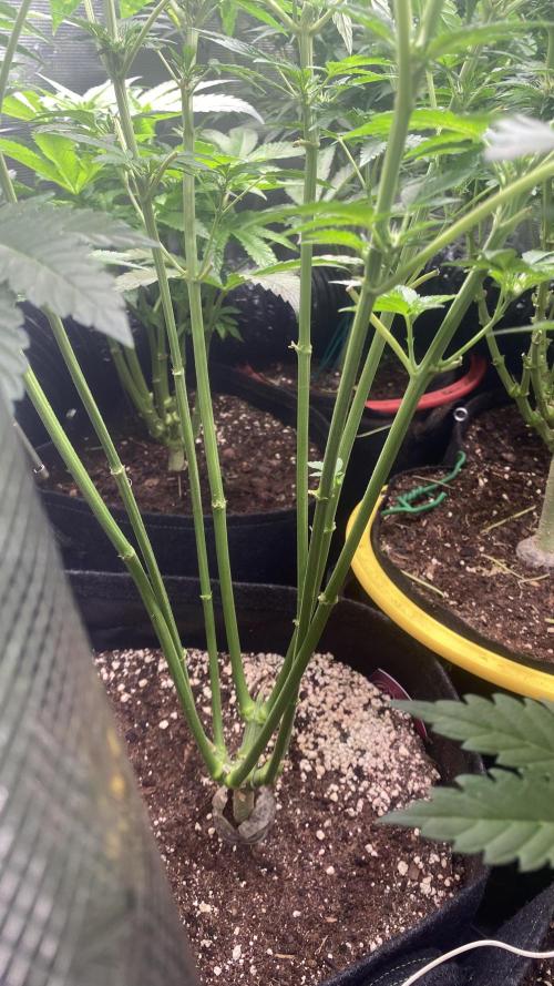 Sticky Wasabi Triploid  Growers Choice. Week 8 - 9/4/2026